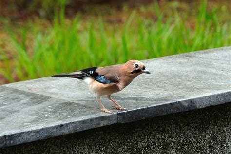 蟬在窗戶|野生動物的鳴叫聲